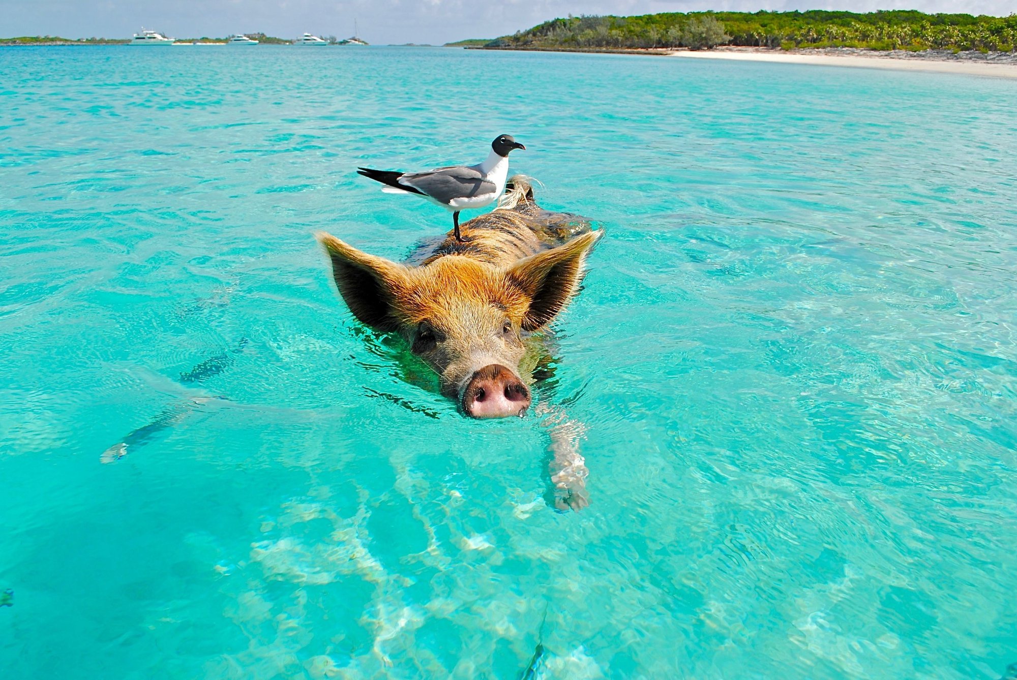 pig-swimming-with-a-bird-in-the-abacos-bahamas pig-swimming-with-a-bird-in-the-abacos-bahamas